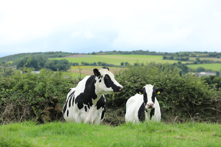 Esker Fields Farm